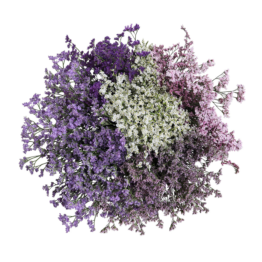 Limonium - Assorted