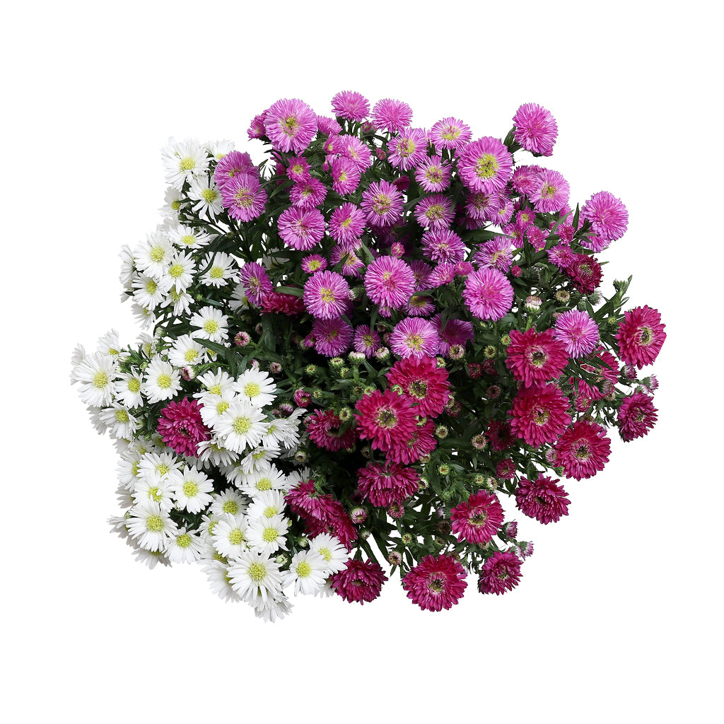 Aster - Magenta - Carnival Duplo