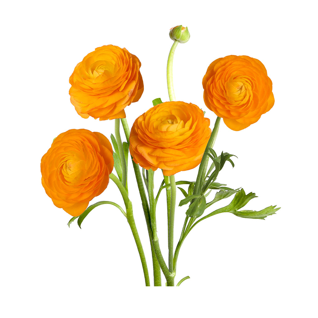 Ranunculus - Elegance/Standard- Picotee Orange (Light Orange)