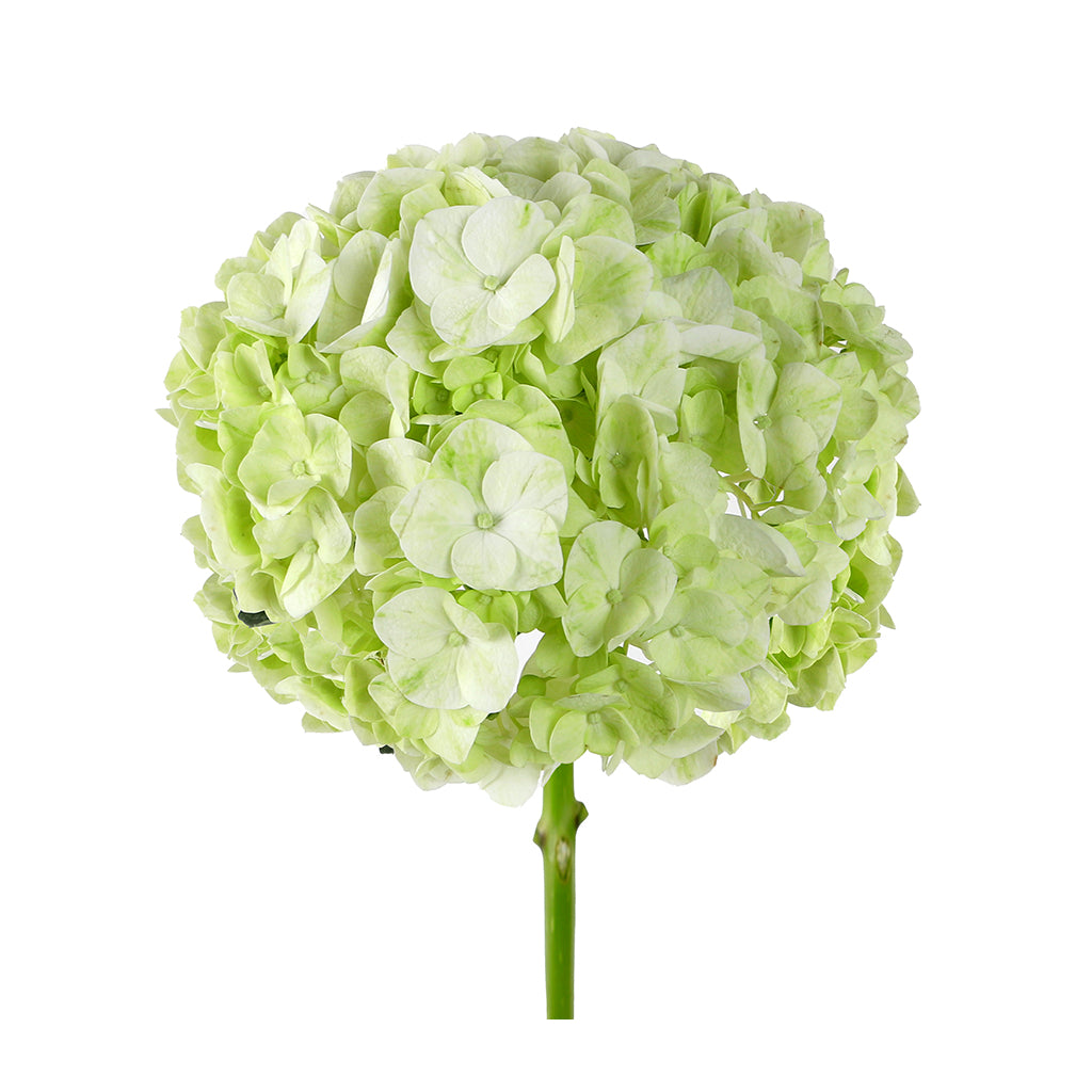 Hydrangea - Premium - Lime Green