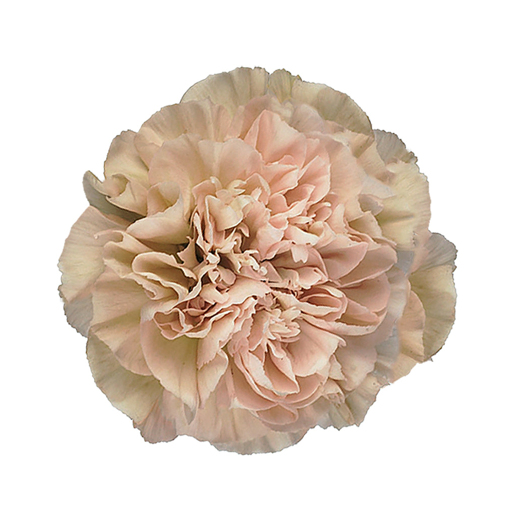 Carnation - Lege Marrone