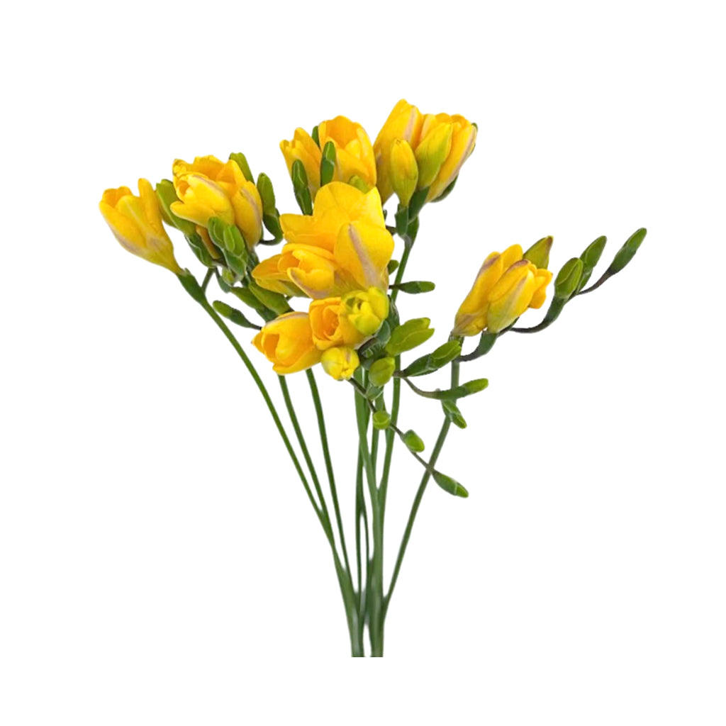 Freesia - Yellow