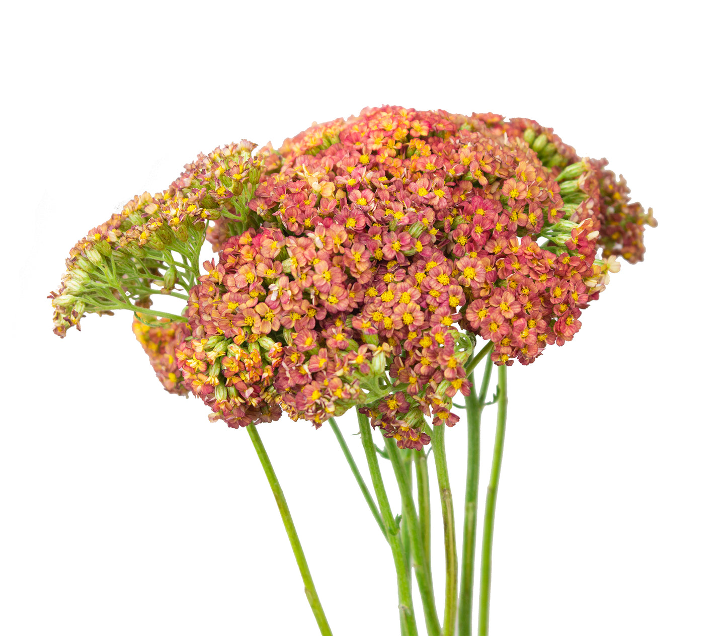 Yarrow - Coral