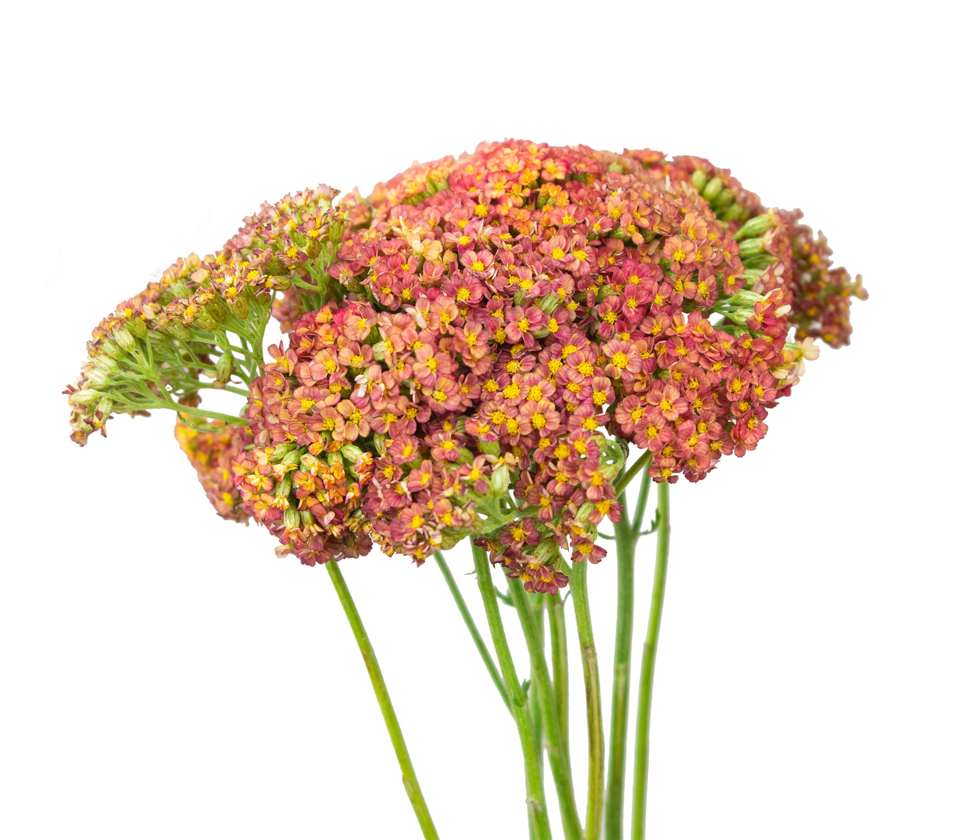 Yarrow - Coral