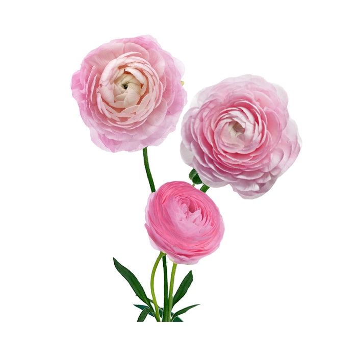 Ranunculus- Pink Elegance Standard - Default Title