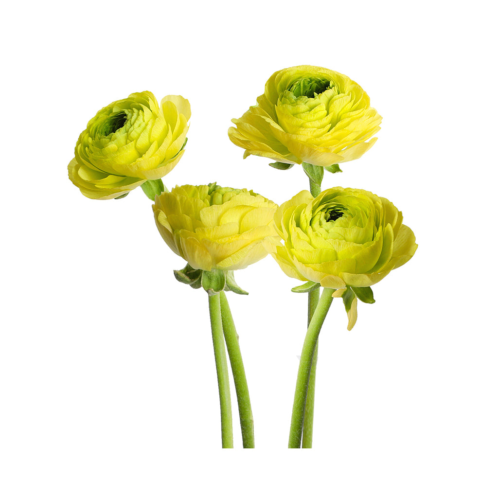 Ranunculus - Elegance/Standard- Jean Yell (Yellow)