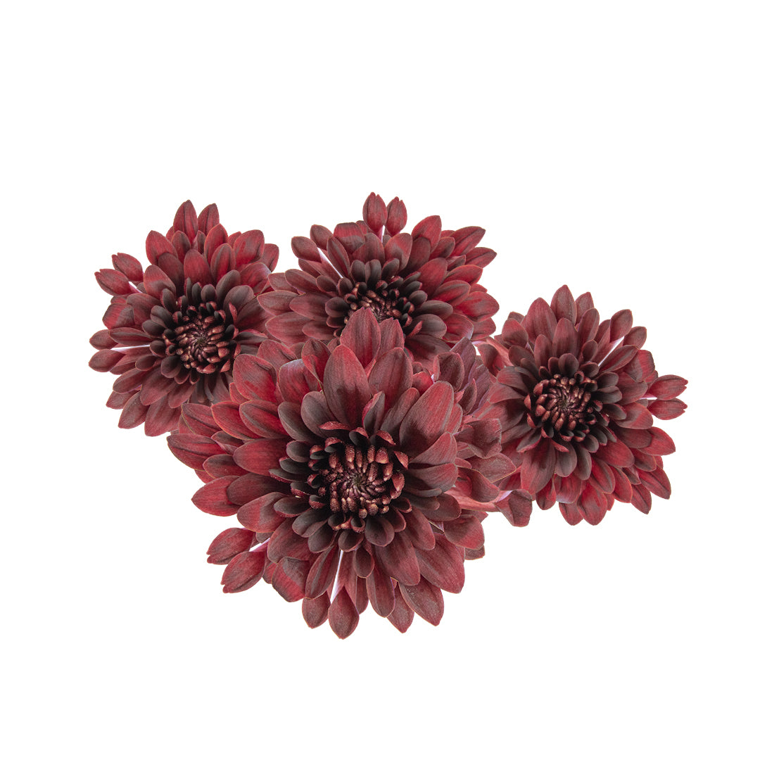 Pompon Cushion - Burgundy
