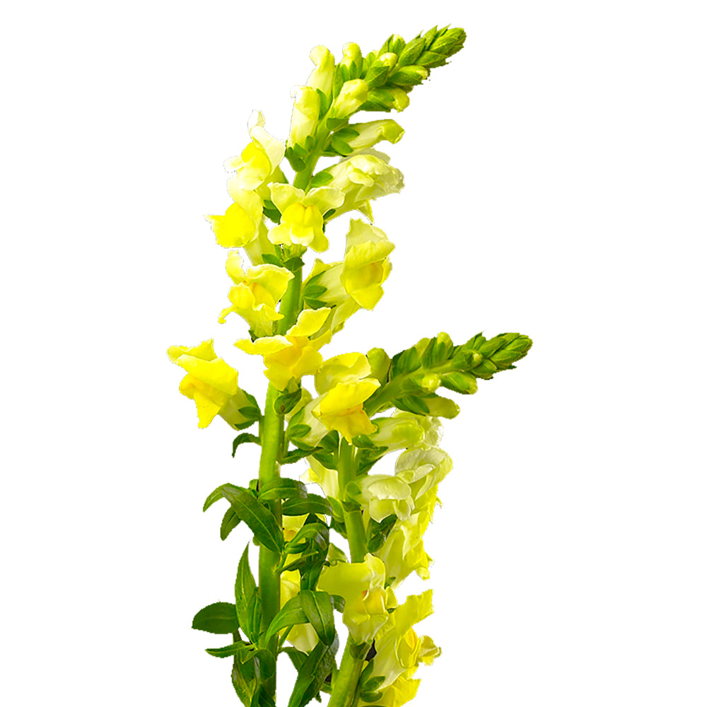 Snapdragon - Yellow