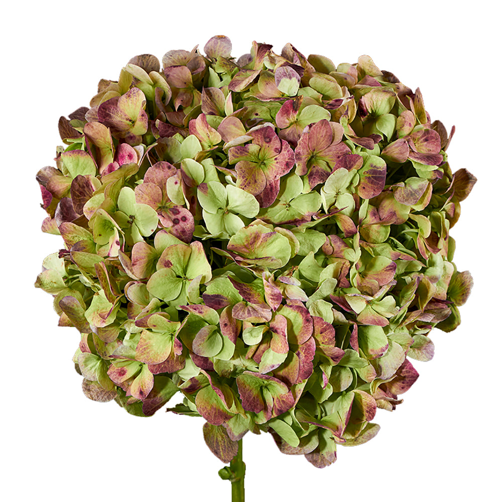 Hydrangea - Antique Red
