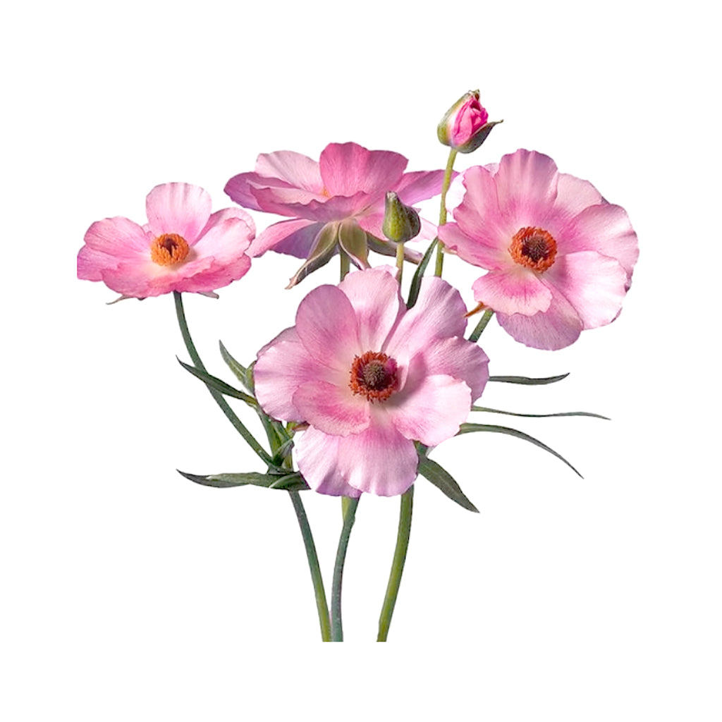 Butterfly Ranunculus - Pink Lycia