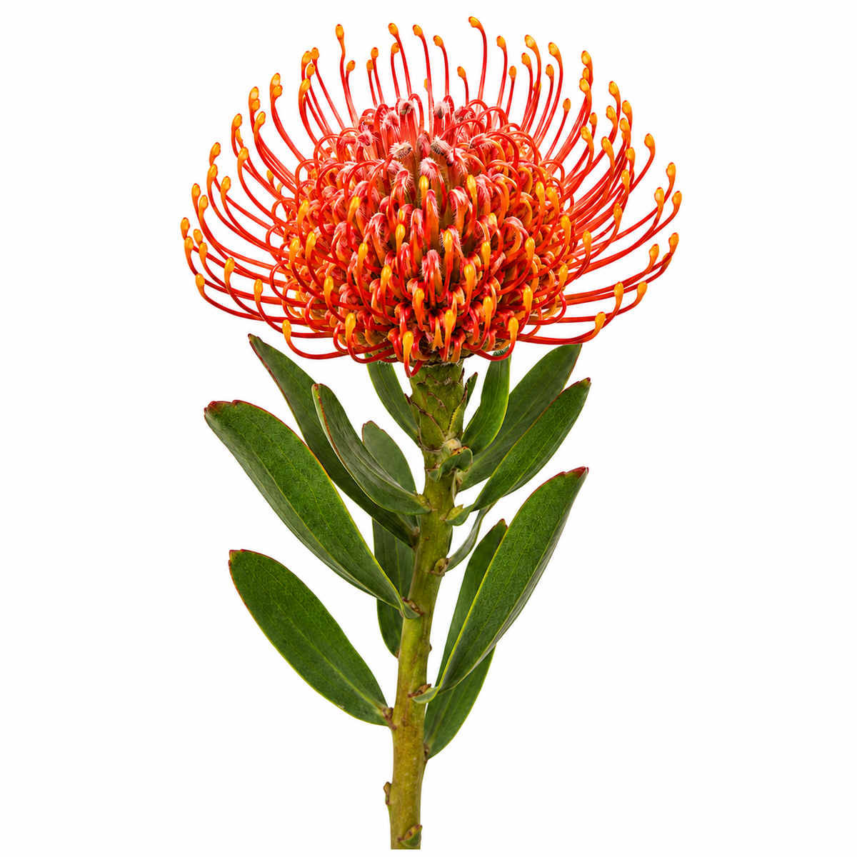 Protea