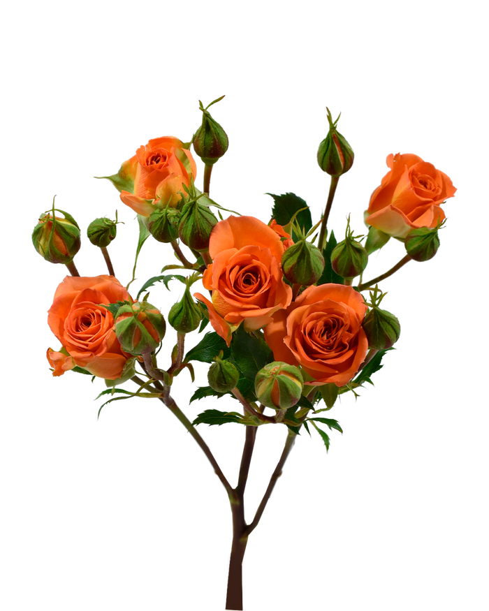50/ Spray Rose