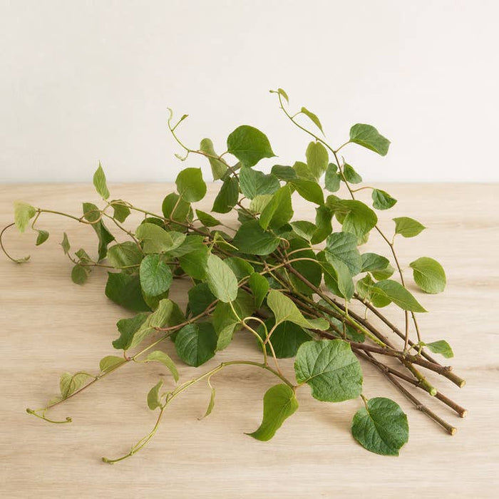 Kiwi Vine