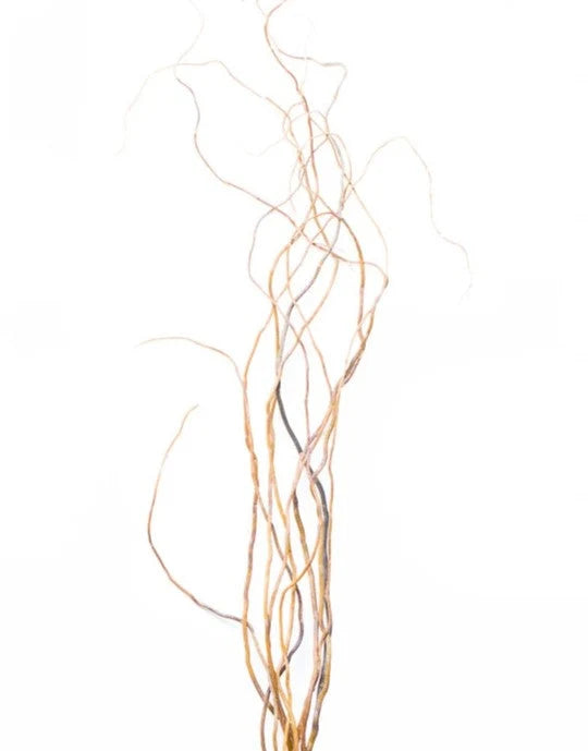Willow Branches