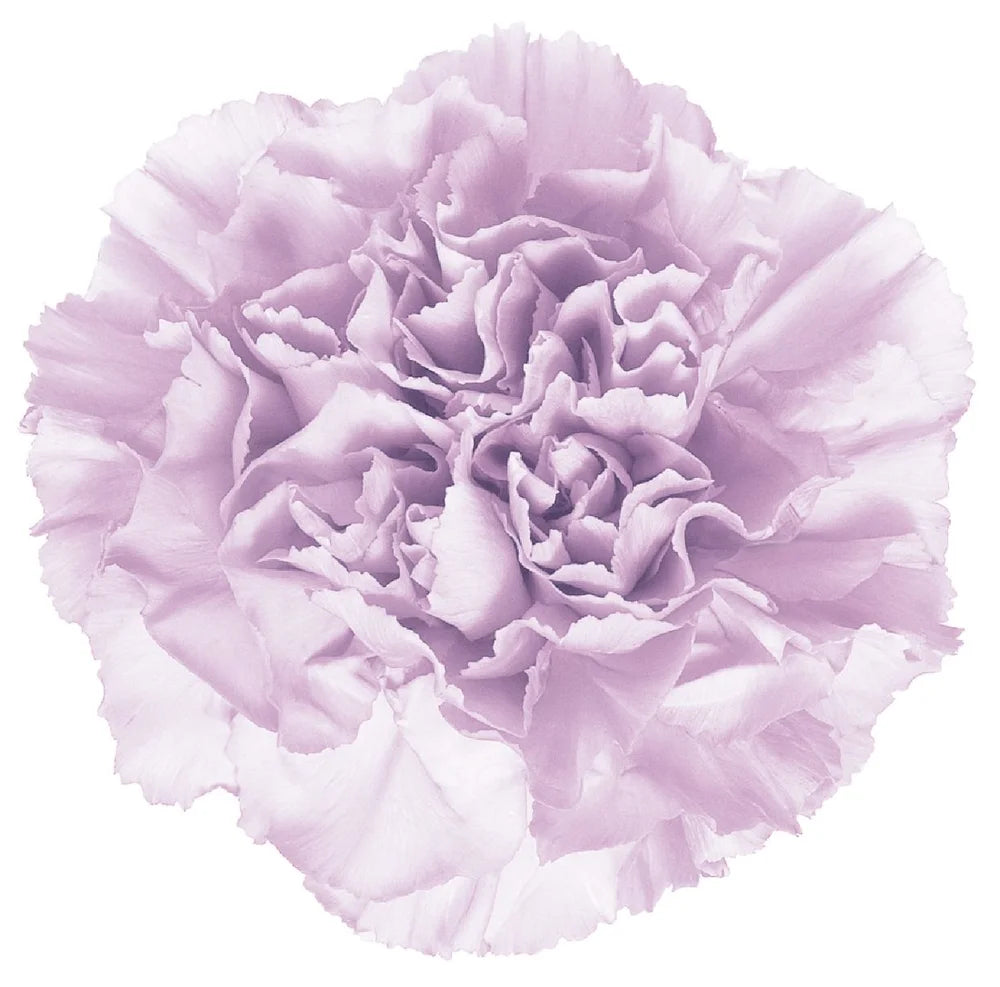 Carnation