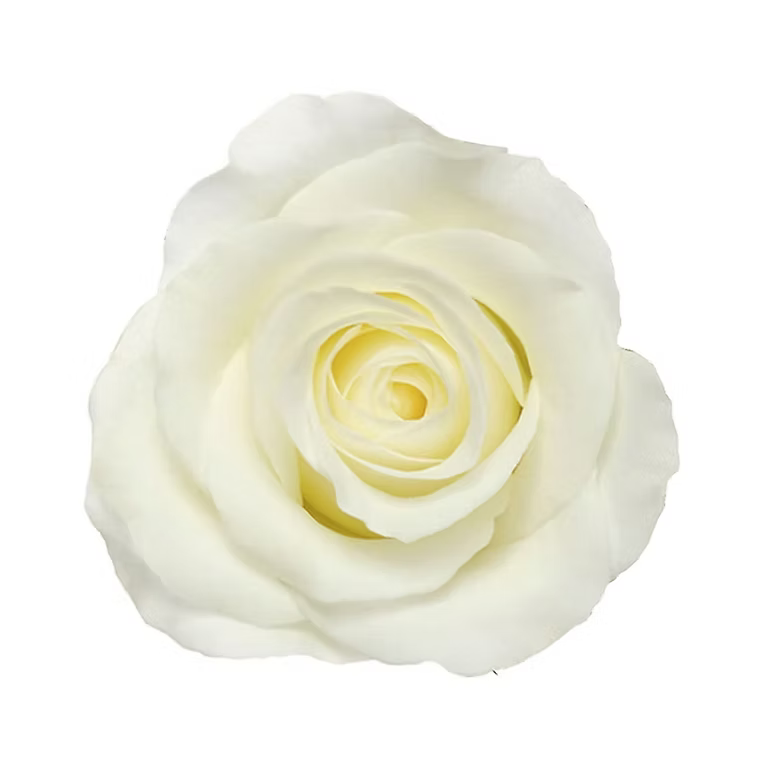 White Akito Rose