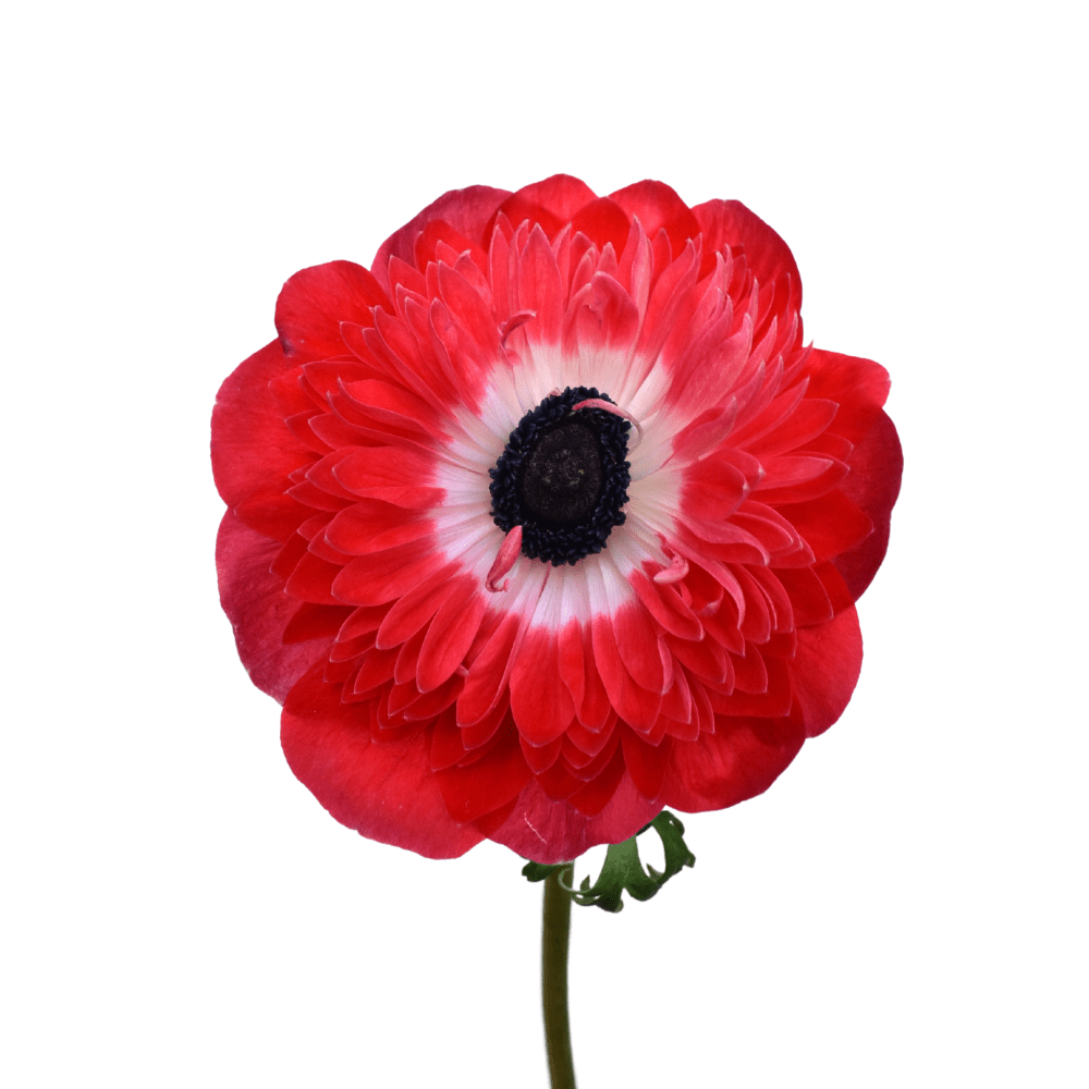 Anemone
