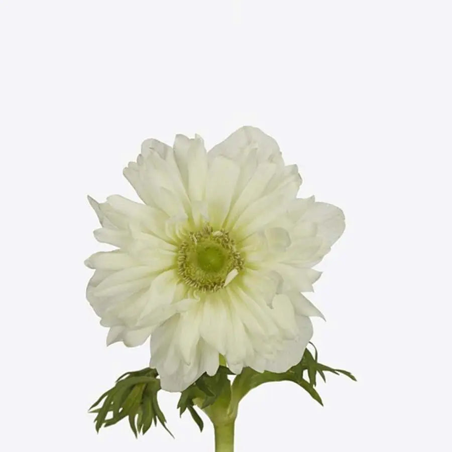 Anemone
