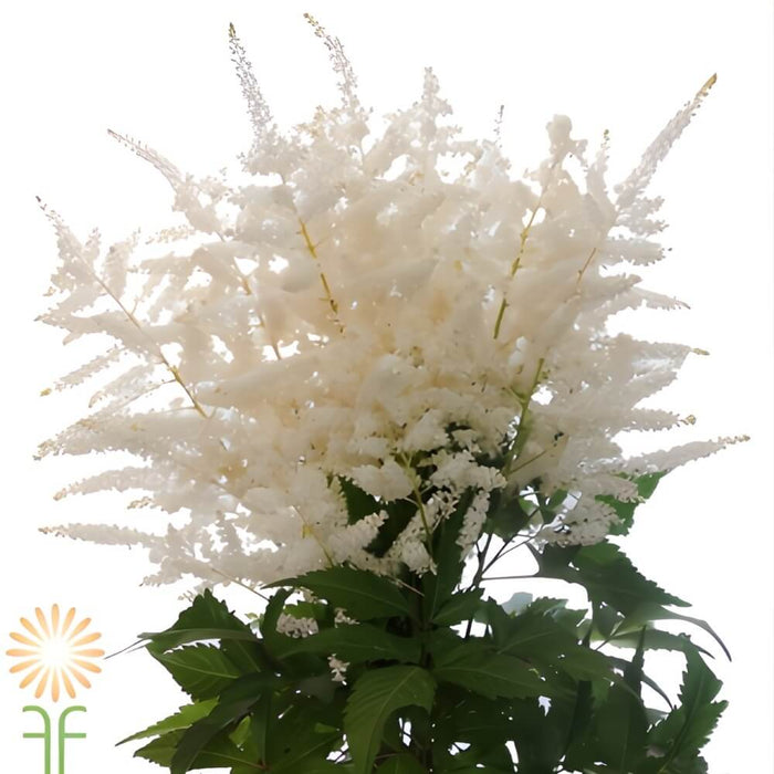 Astilbe Mari White