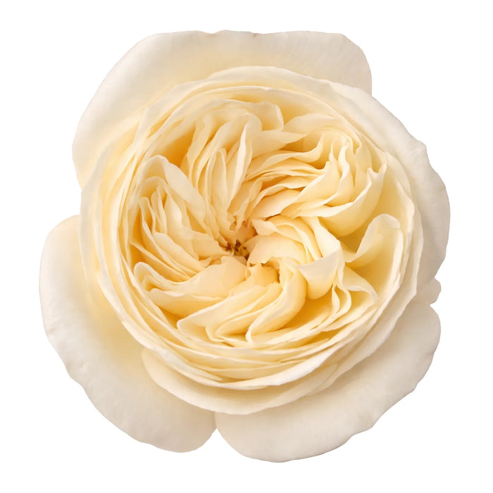 Garden Rose- Aurora Gardens
