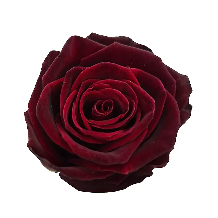 Red/Black Baccara Rose