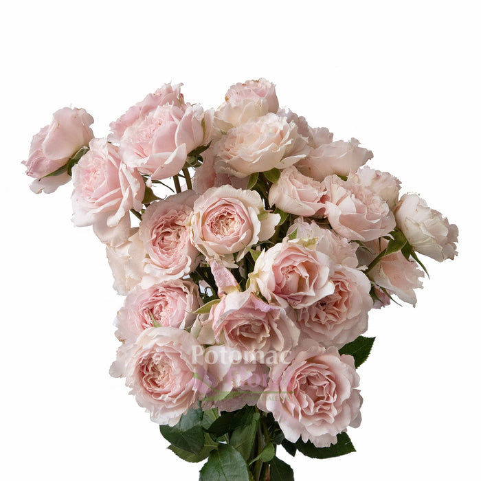 Blush Wedding Blossom Spray Rose