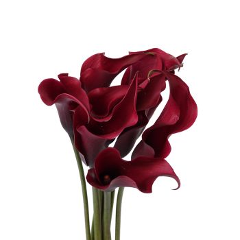 Calla Lily