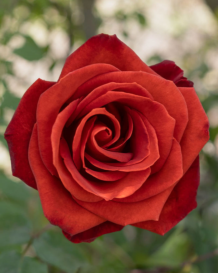 Cafe Terracotta Rose