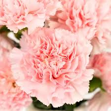 Carnations