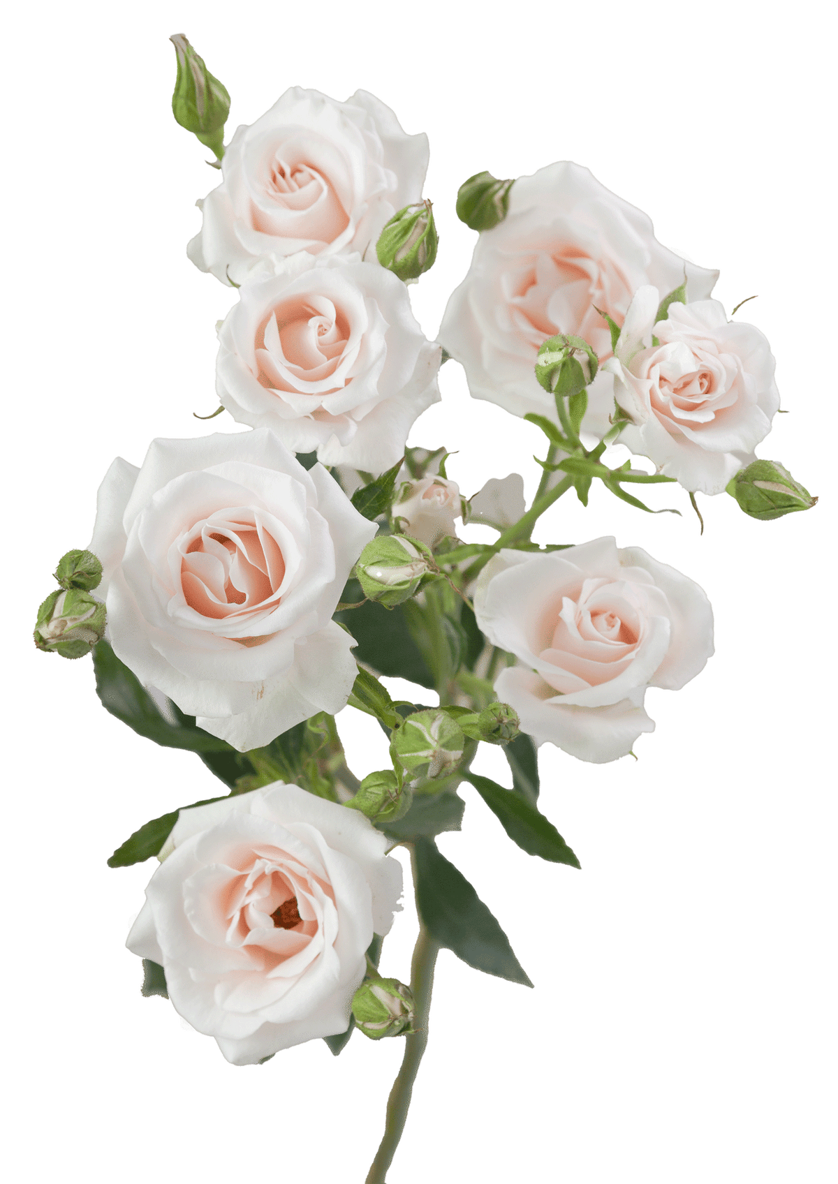 Champ Maj Spray Rose - Default Title