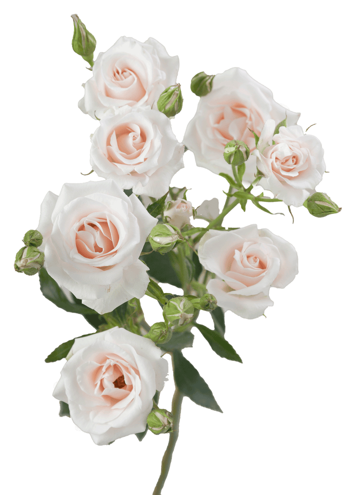 Champ Maj Spray Rose - Default Title