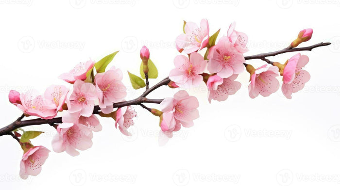 Cherry Blossom Branch