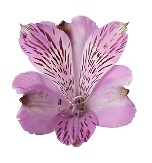 Alstroemeria- Fancy