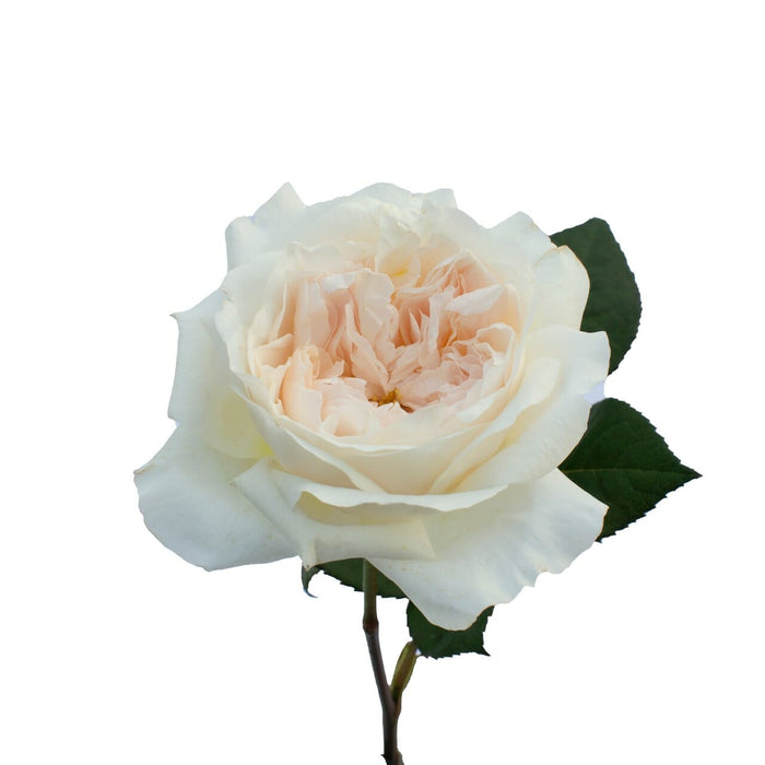 Cream Purity (D. Austin) Garden Rose
