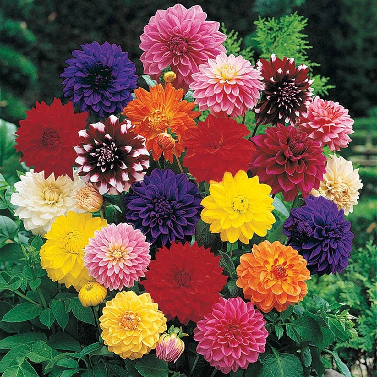 Dahlias (10 Stems)