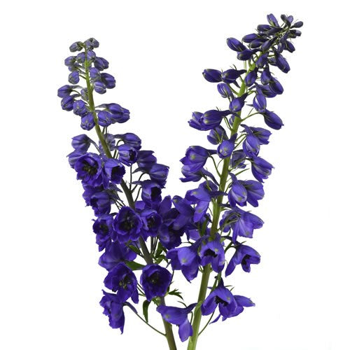 Delphinium