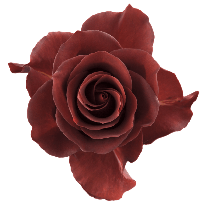 Brown Espresso Rose - 50 cm