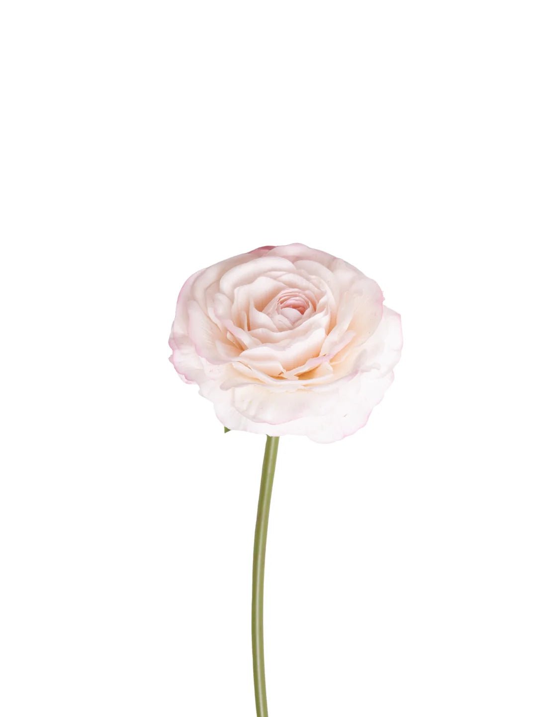 Ranunculus