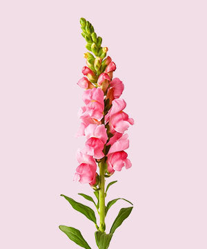 Snapdragon