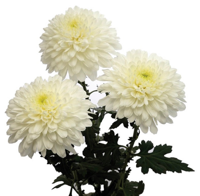 Mum Disbud Ball- White ( 5 stems)