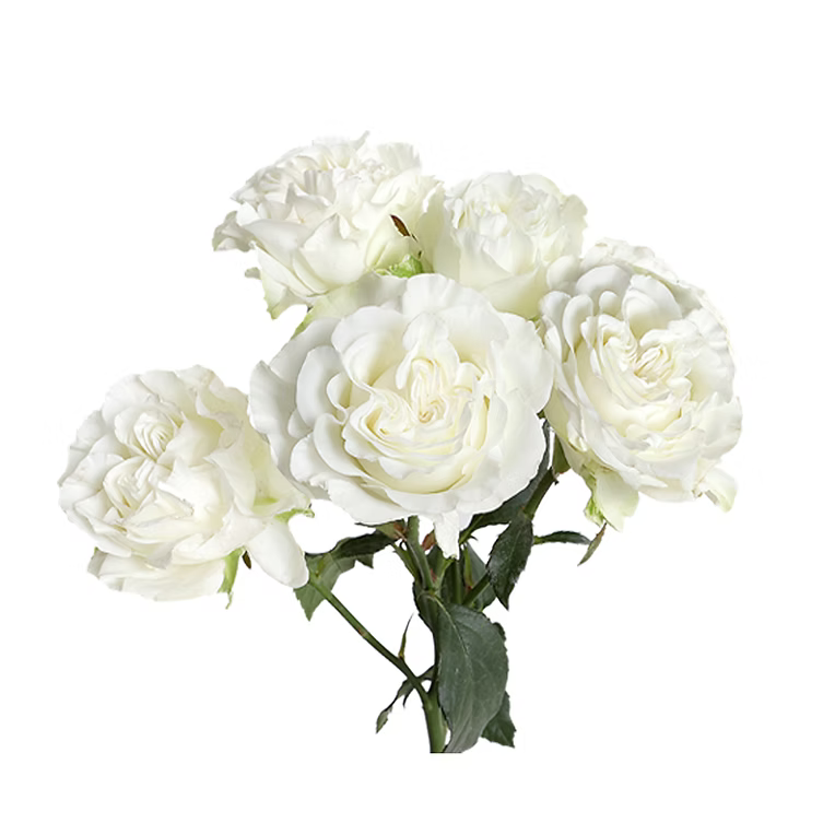 Garden White Dreamer Spray Rose