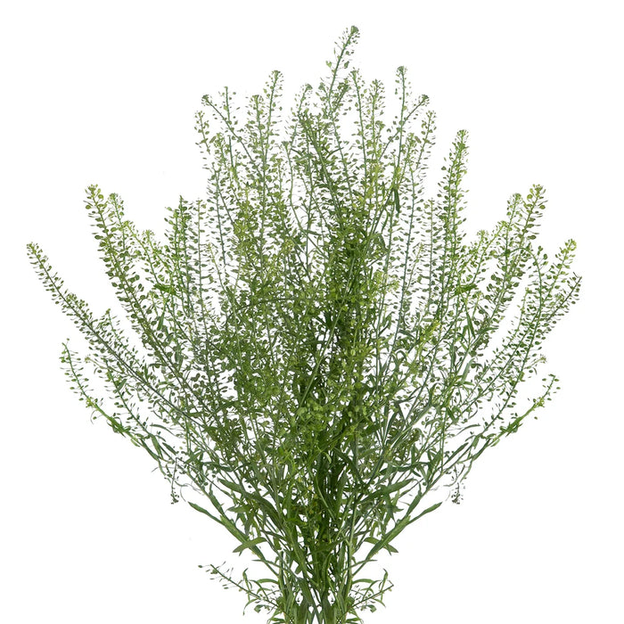 Lepidium