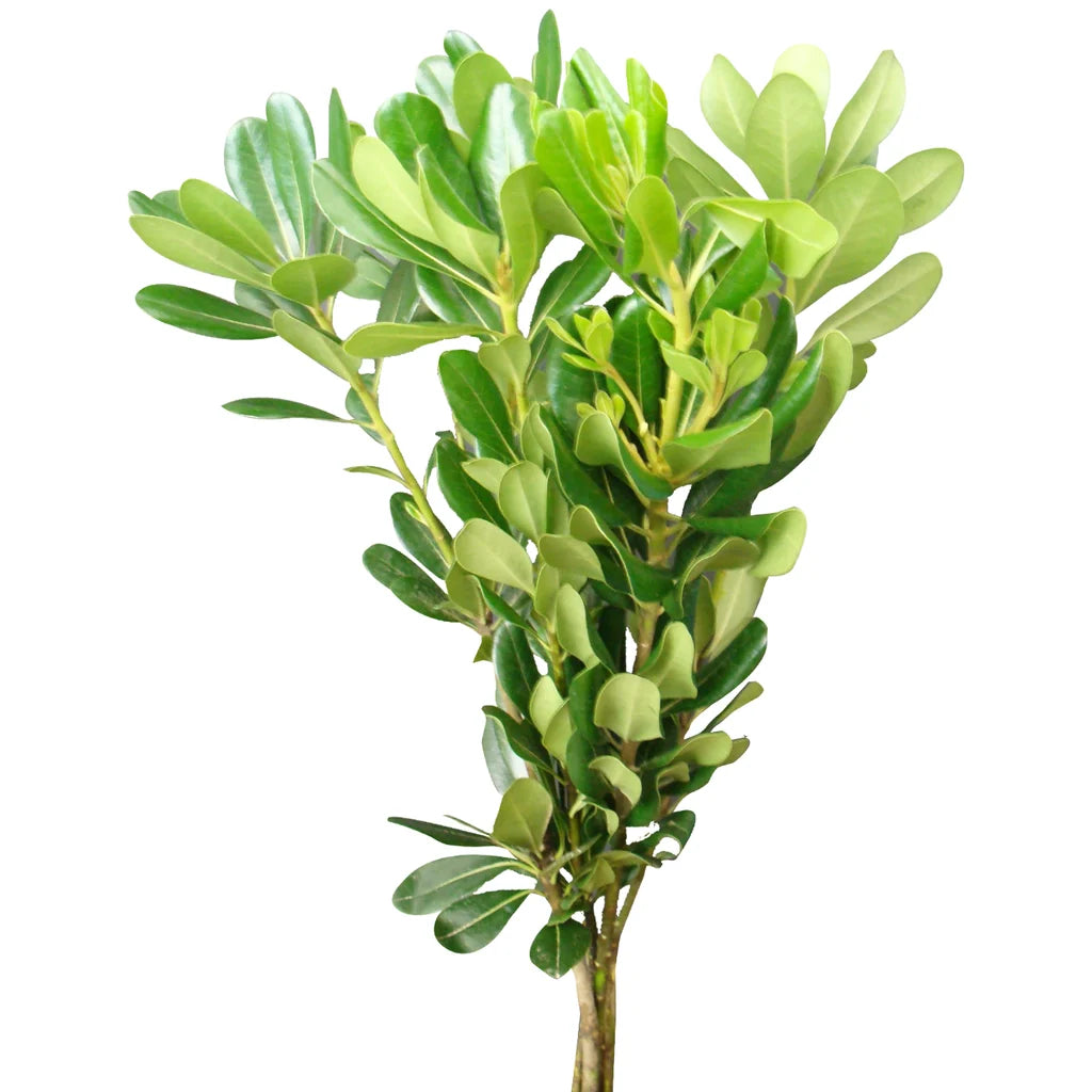 Mini Pittosporum