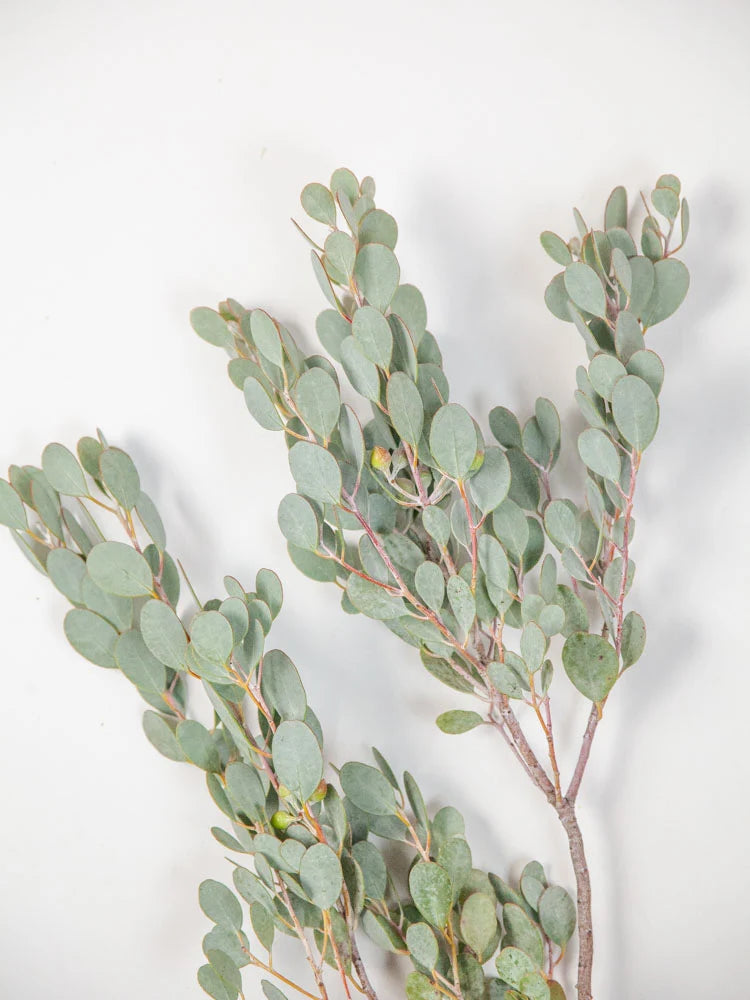 Eucalyptus