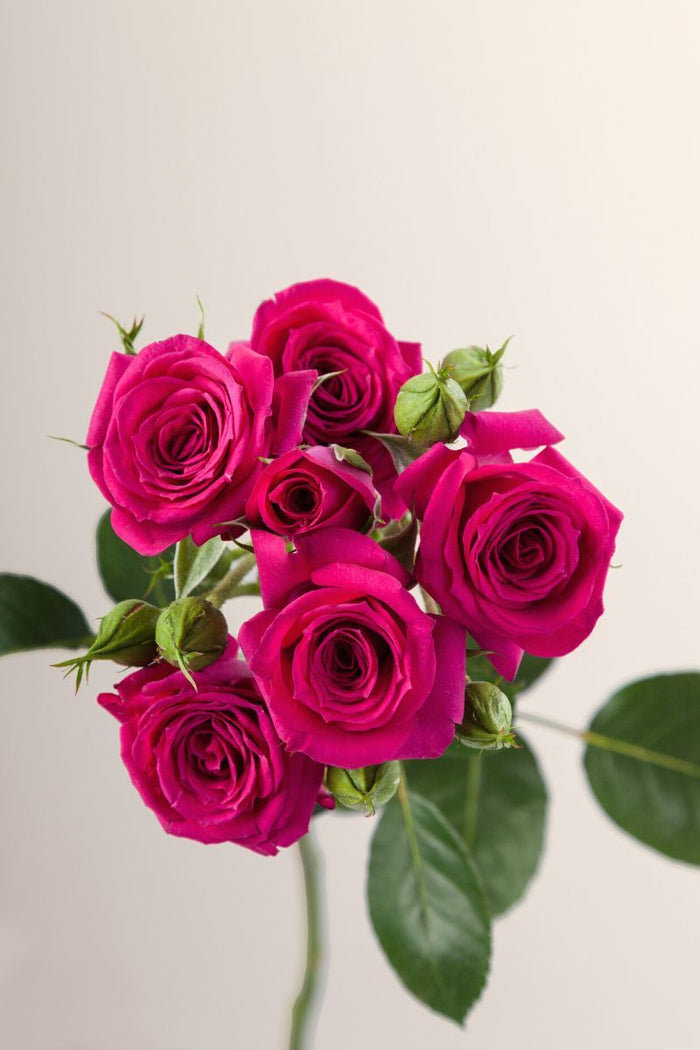 Hot Pink Bellalinda Spray Rose