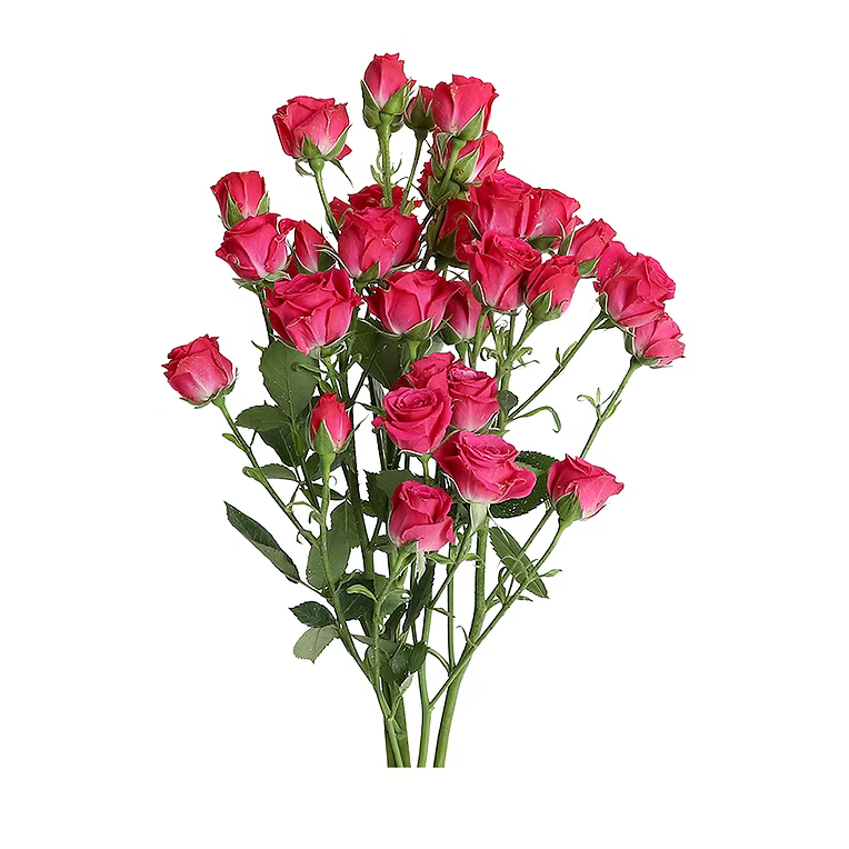 Hot Pink Lovely Lydia Spray Rose