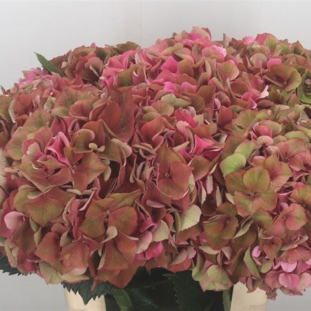 Hydrangea