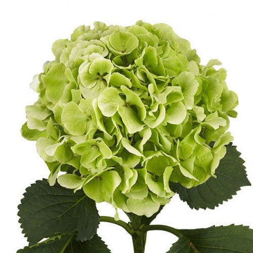 Hydrangea- Green Apple Select