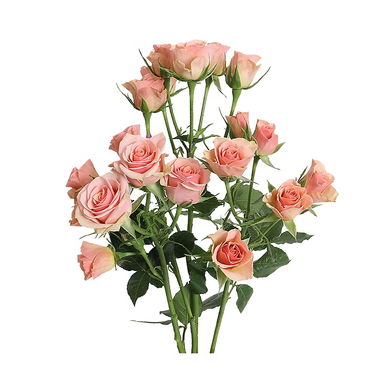 Ilse Spray Rose