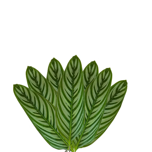 Calathea Greens